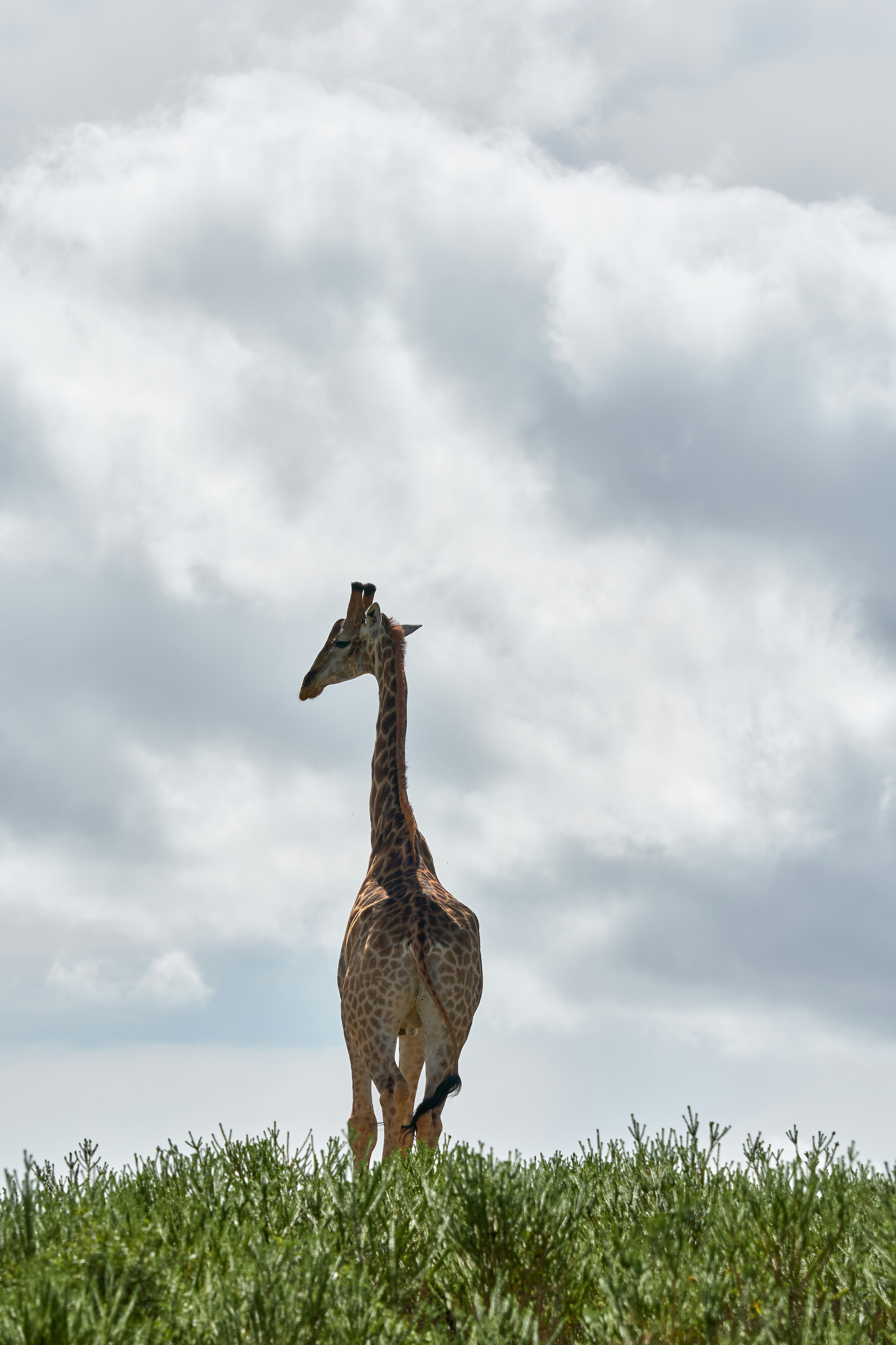 giraffe standing on grass field